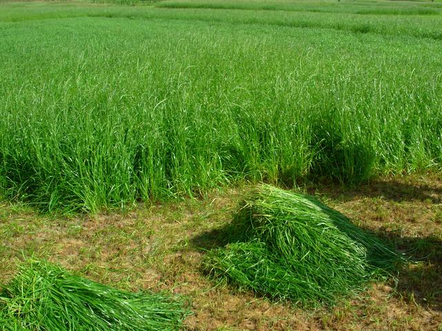 養牛、羊種植什么牧草好？種植如何利用？