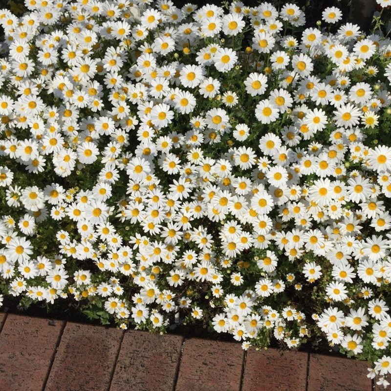 進口小雛菊