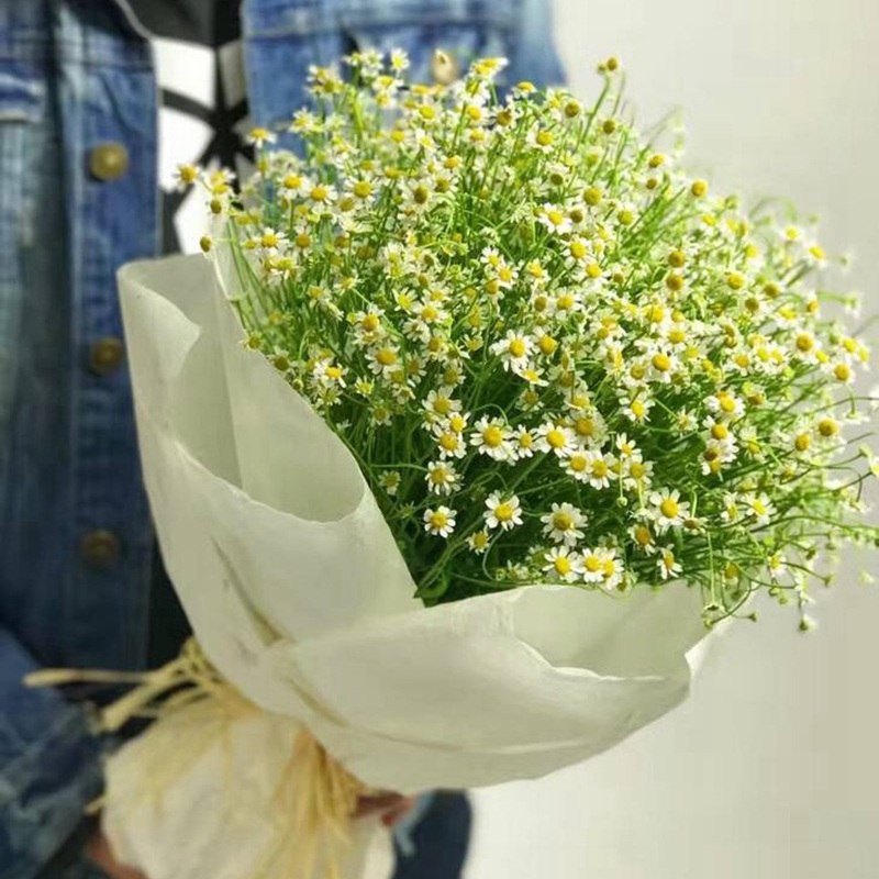 進口小雛菊