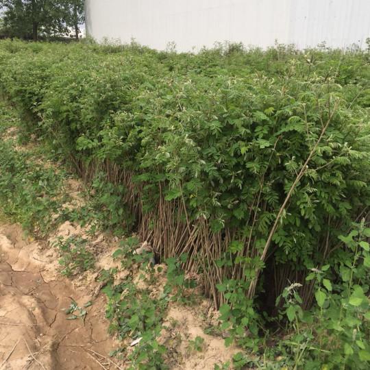 紫穗槐育苗產苗量高，繁育時間短，生長速度快