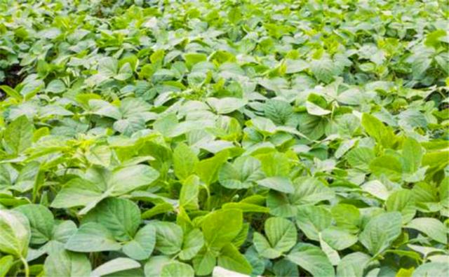 種植黑豆時，掌握技術方法產量能提升