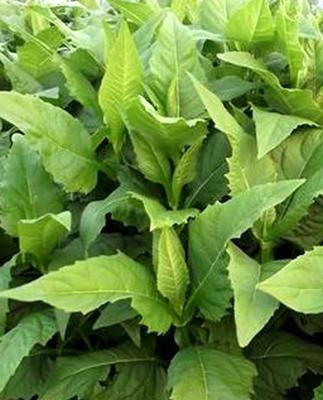 優質高產牧草——串葉松香草的種植方法