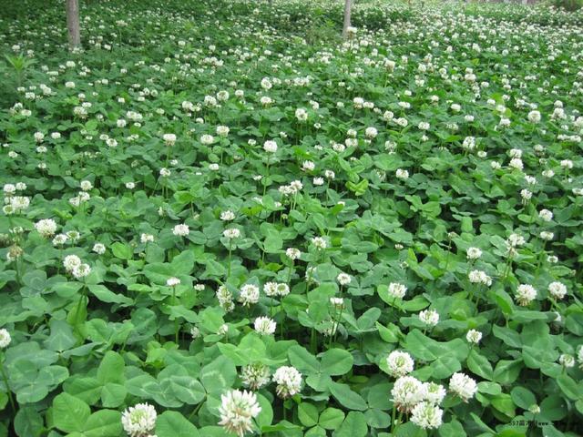 白三葉的種植技術，什么時候種植比較合適