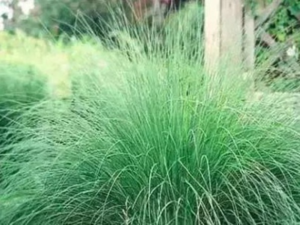 不同氣候地區怎么選擇綠化草種？有什么好的方法？