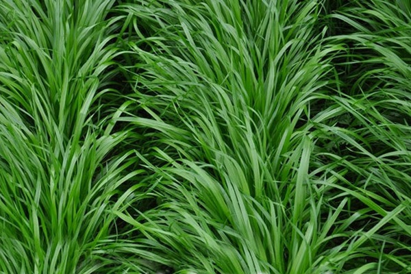 黑麥草什么時候種植比較好？如何種植黑麥草？