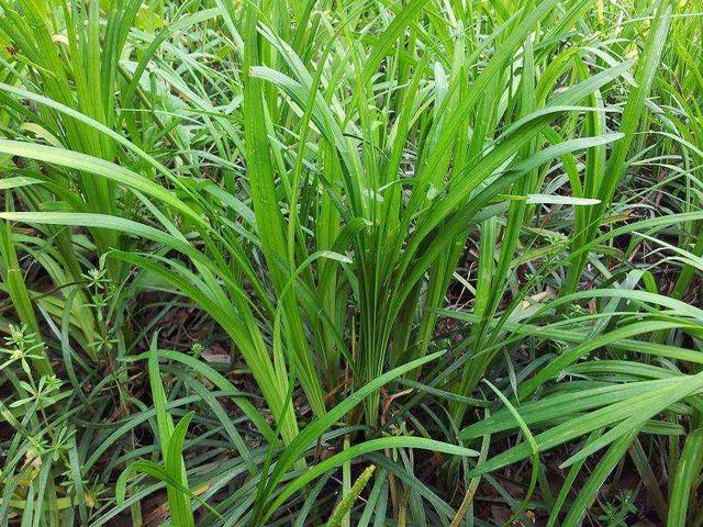 種植披堿草產量高必須掌握了這兩個方法