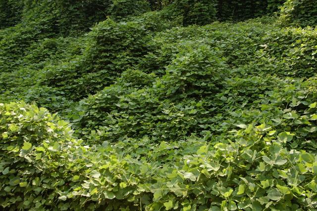 葛根的種植方法以及田間管理技術