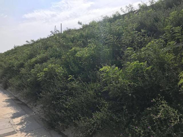 胡枝子的種植技術介紹，什么時候播種最佳？