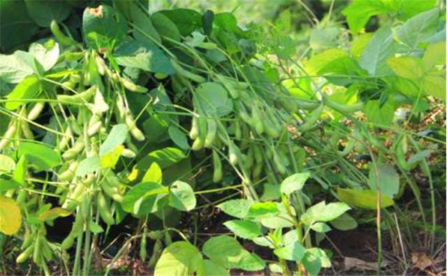 種植黑豆時，掌握技術方法產量能提升