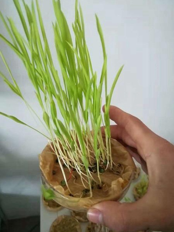 養殖用牧草種子播種量和播種技術是什么