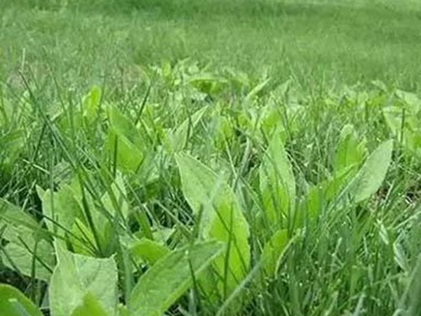 草坪養護 | 夏季管理管理技術要點與栽培方法