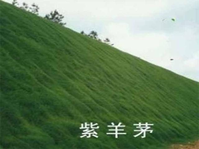種植紫羊茅嗎？什么季節種植生長速度快？