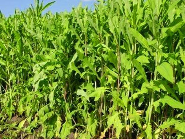 籽粒莧的飼用價值和種植方法管理技術