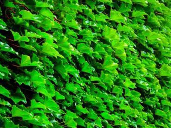 爬山虎種植方法與播種前應該如何準備