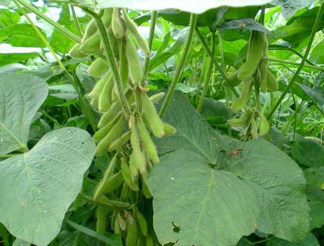 黑豆種植方法有哪些？什么時候播種比較合適？