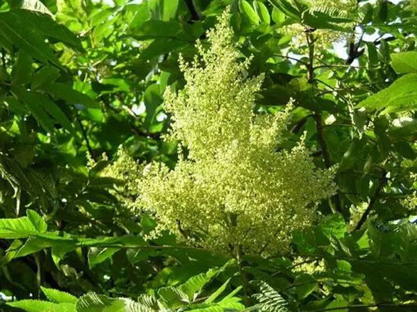 鹽膚木的種植栽培技術以及田間管理方法
