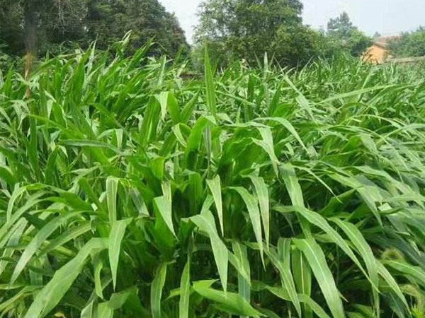 墨西哥玉米草種子種植技術，掌握好才能順利養殖