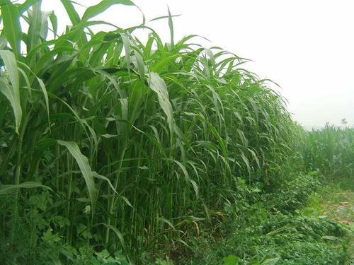 墨西哥玉米草有這些優勢，你懂嗎