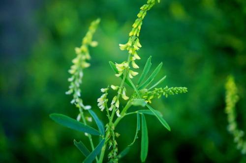 耐堿性牧草草種推薦---草木犀，種植方法是什么