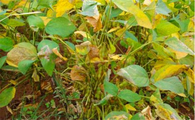 種植黑豆時，掌握技術方法產量能提升