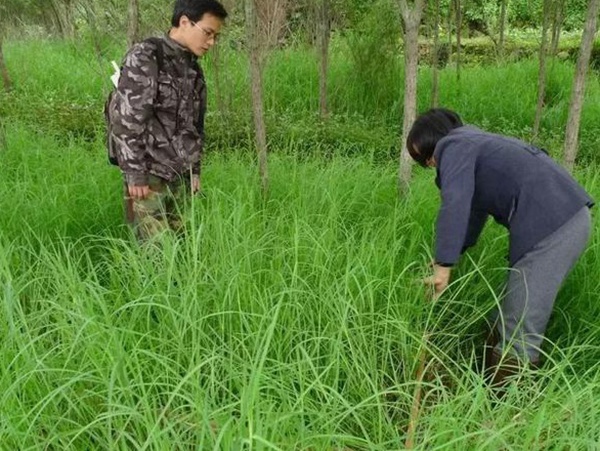 不同氣候地區怎么選擇綠化草種？有什么好的方法？