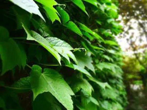 爬山虎種植方法與播種前應該如何準備