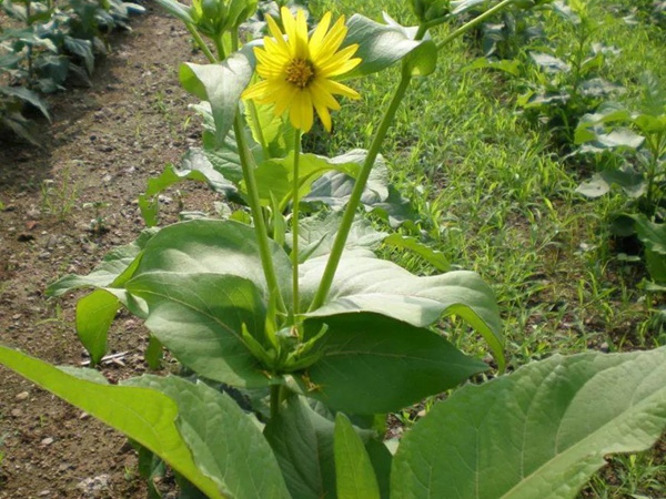 牧草種子介紹丨串葉松香草形態特征以及主要價值