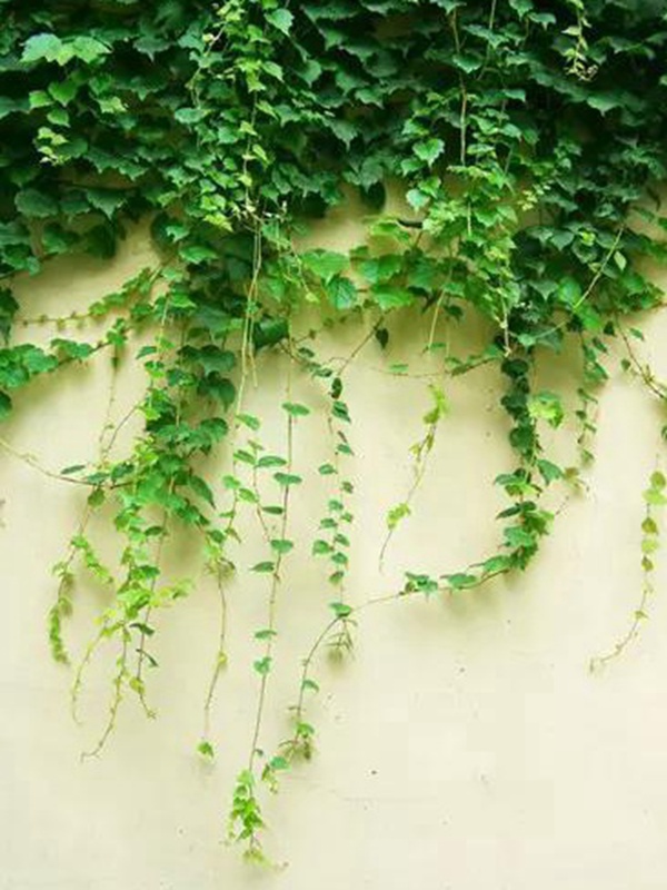 爬山虎種植方法與播種前應該如何準備
