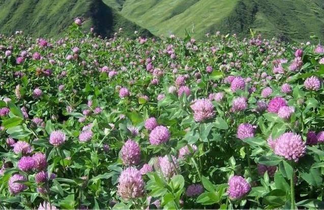 綠化草坪種類圖片，不同的草坪用途和功能都有所差別