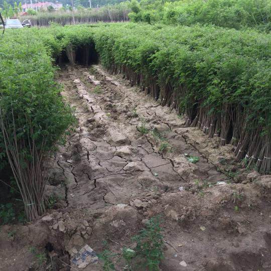 紫穗槐育苗產苗量高，繁育時間短，生長速度快