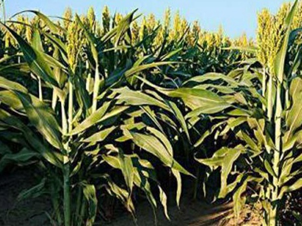 黑小麥批發價格多少錢一斤？黑小麥種植方法是什么？