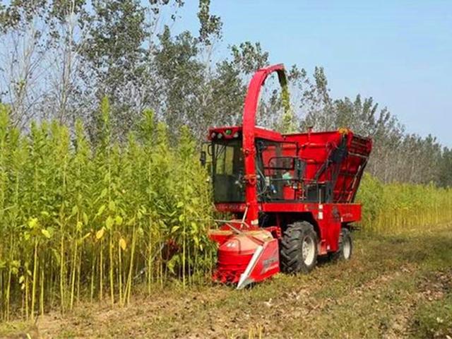 籽粒莧的飼用價值和種植方法管理技術