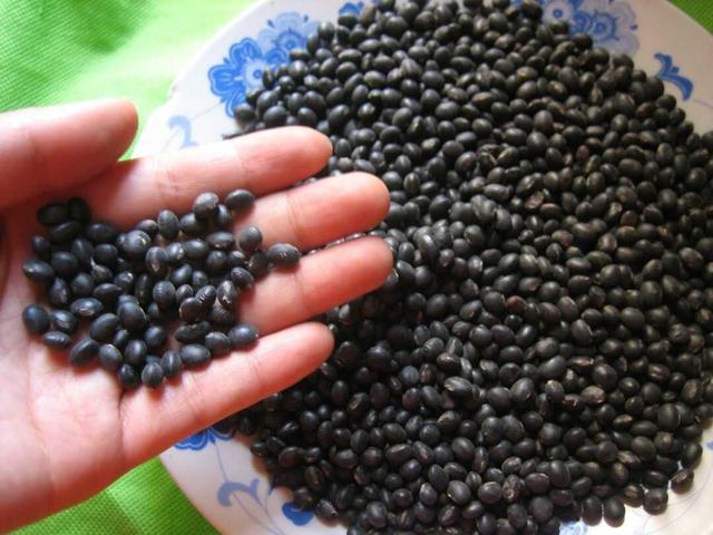 黑豆種植方法有哪些？什么時候播種比較合適？