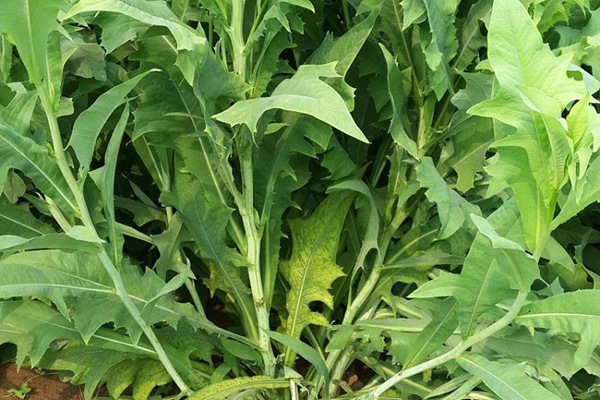 苦荬菜種植苦荬菜養鵝—— 飼養方法