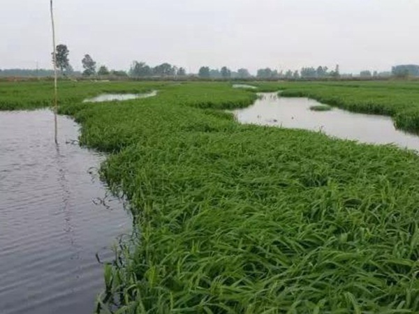 小米草怎么樣才能提高小龍蝦養殖效益？小米草種植怎么管理比較合適？
