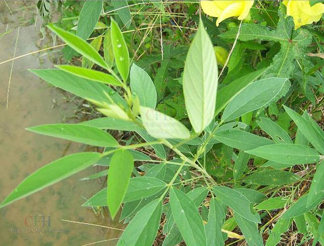 木豆種植技術介紹以及管理方法