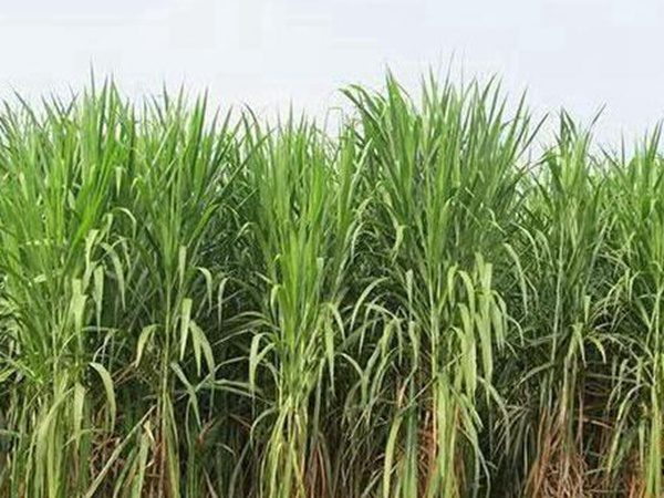 皇竹草種植經濟效益有哪些？作用是什么？