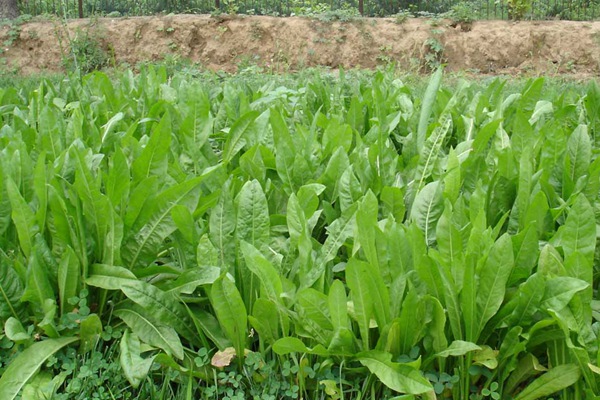 養豬用什么牧草種植比較好？