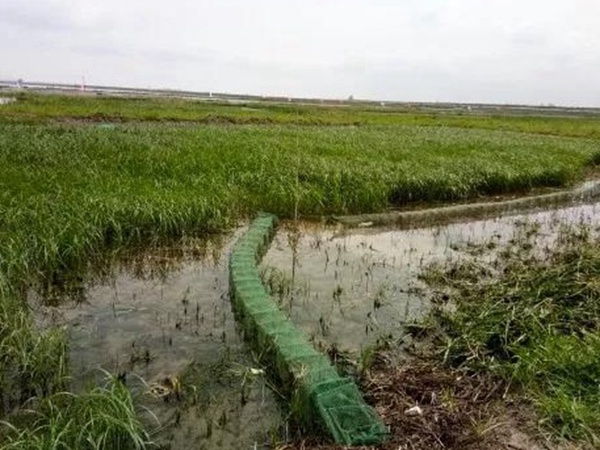 小米草種植方案需要哪幾個步驟