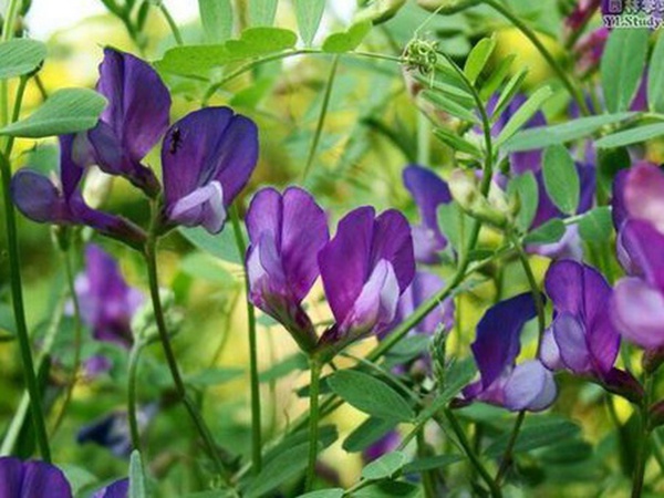“牧草之王”紫花苜蓿怎么種植比較好，什么時候能種植比較合適？