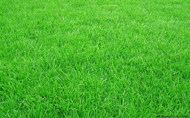 牧草種子——黑麥草什么季節播種比較好