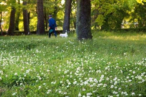 白三葉的種植技術，什么時候種植比較合適