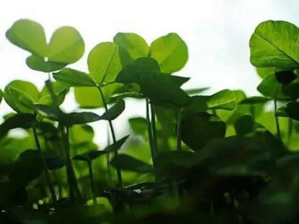 十種優質牧草及其栽培技術與方法