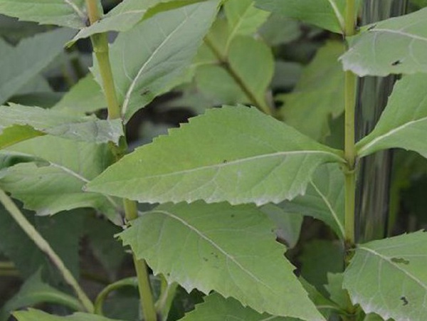 牧草種子介紹丨串葉松香草形態特征以及主要價值