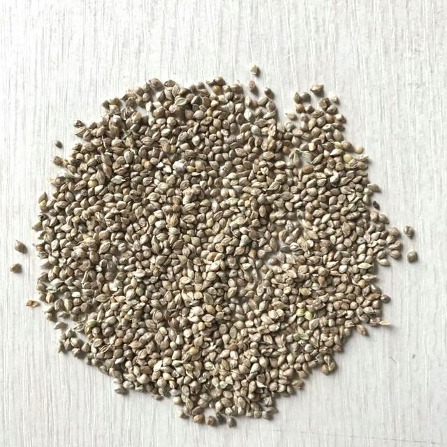 種植小米草的優勢在哪里？養殖小龍蝦怎么樣？