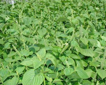 籽粒莧的飼用價值和種植方法管理技術