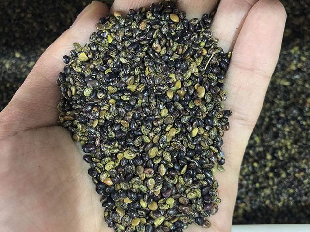 胡枝子的種植技術介紹，什么時候播種最佳？