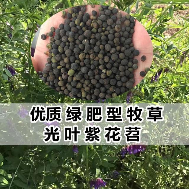 優質養蜂蜜源植物、牧草光葉紫花苕的種植技術