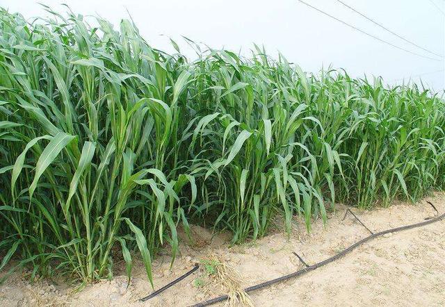 優質牧草——高丹草，種植高丹草種子如何高產？