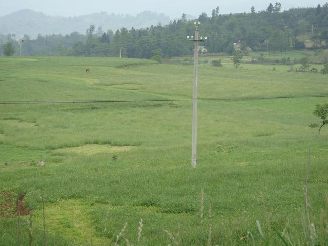 養牛、羊種植什么牧草好？種植如何利用？